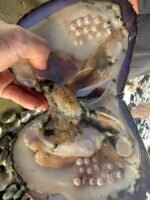 Crazy Multi-Pearl - Image 3